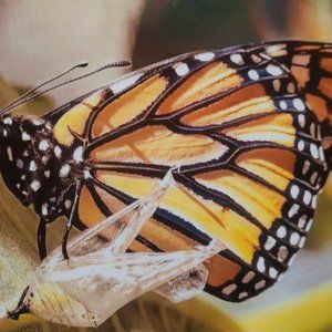 Meet your Posher, Jesse